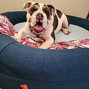 Pierogi is registered to the contest to win money with this photo: bulldog, dog, pet, dog_bed, blue_bed, plaid_blanket, indoor, floor, happy, smiling, close_up, animal, canine, resting, cute, domestic_animal, relaxed, portrait, furniture, cozy