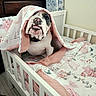 Pierogi joined the competition — help win amazing prizes! bulldog, puppy, dog, blanket, crib, bedding, floral_pattern, white, pink, pet, cute, indoor, fur, animal, cozy, face, portrait, sleeping_area, collar, resting