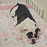 Pierogi joined the competition — help win amazing prizes! dog, bulldog, bed, bedspread, floral_pattern, pet, animal, indoor, resting, white, black, fur, ears, snout, relaxed, cozy, home, laying, sleepy, canine