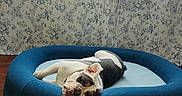 Pierogi joined the competition — help win amazing prizes! bulldog, dog, pet_bed, blue_bed, indoor, curtains, floral_pattern, bird_pattern, wooden_floor, relaxed, animal, canine, domestic_animal, resting, head_tilt, cozy, sunlight, comfortable, home, cute