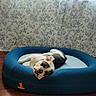 bulldog, dog, pet_bed, blue_bed, indoor, curtains, floral_pattern, bird_pattern, wooden_floor, relaxed, animal, canine, domestic_animal, resting, head_tilt, cozy, sunlight, comfortable, home, cute