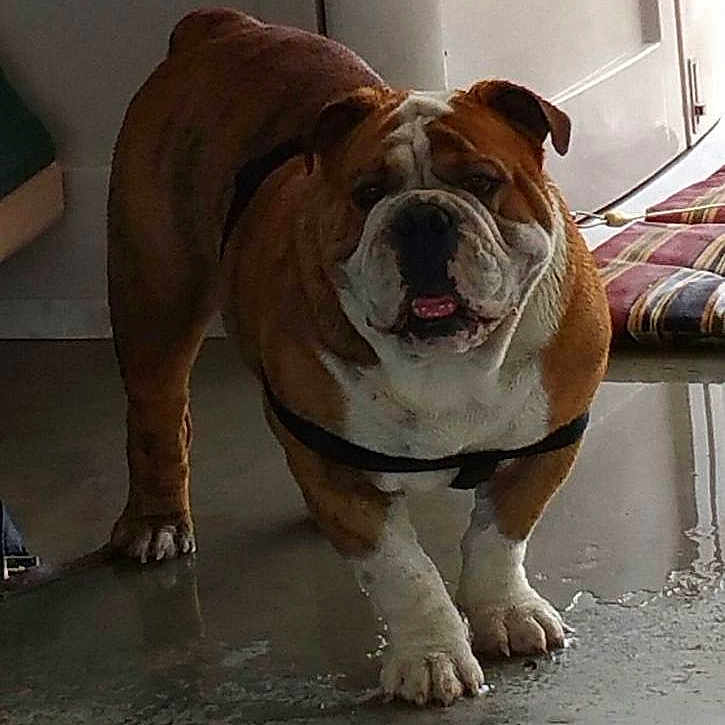 Phats is registered to the contest to win money with this photo: animal, bulldog, canine, companion, cushion, dog, domestic, door, ears, floor, fur, house, indoor, looking_at_camera, mouth_open, paws, pet, plaid, standing, wet_floor