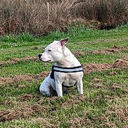 Tekila a rejoint le concours — aidez-le/la à gagner de superbes lots ! dog, white_dog, grass, field, outdoor, nature, animal, pet, sitting, harness, calm, side_view, green, brown, trees, bushes, daylight, canine, fur, quiet