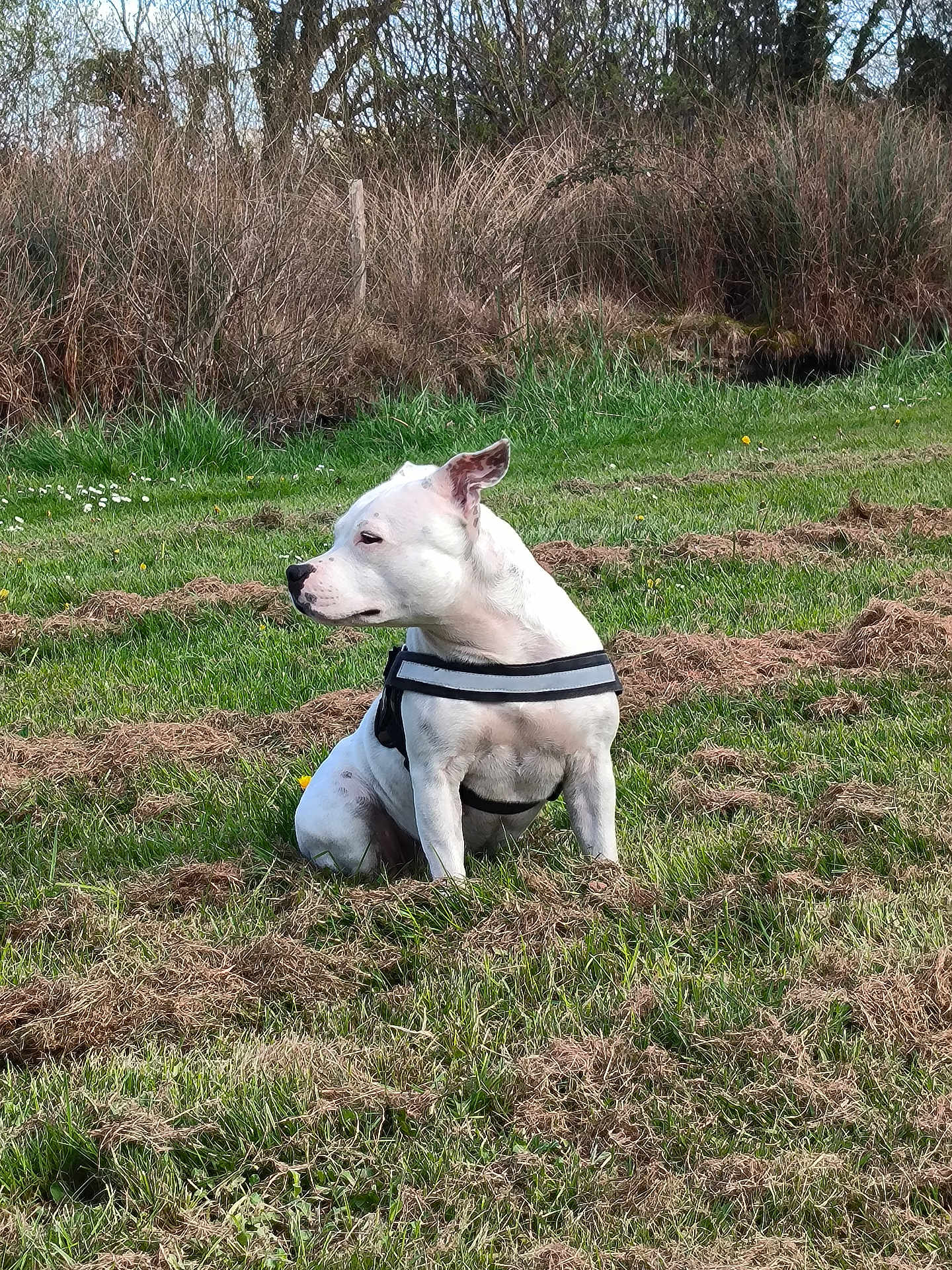 Tekila a rejoint le concours — aidez-le/la à gagner de superbes lots ! dog, white_dog, grass, field, outdoor, nature, animal, pet, sitting, harness, calm, side_view, green, brown, trees, bushes, daylight, canine, fur, quiet
