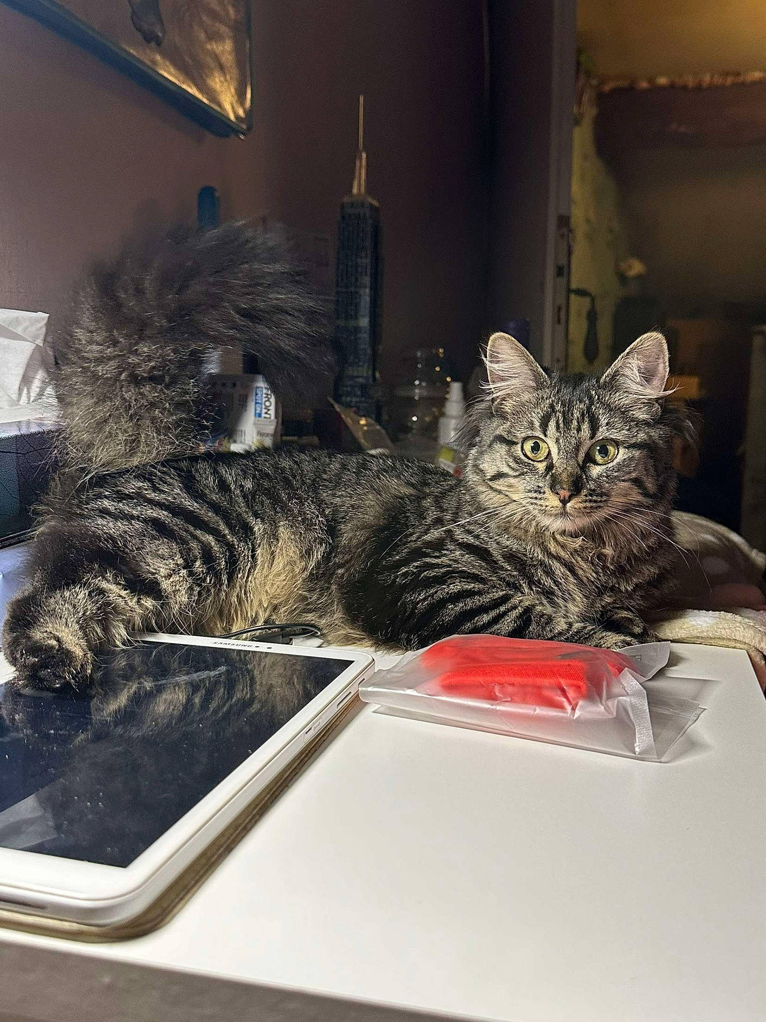 Bagheera participe au concours pour gagner de l'argent avec cette photo : box, carnivore, cat, comfort, domestic_short_haired_cat, felidae, flooring, fur, grey, linens, metal, nap, paper, picture_frame, rectangle, room, small_to_medium_sized_cats, table, tail, whiskers