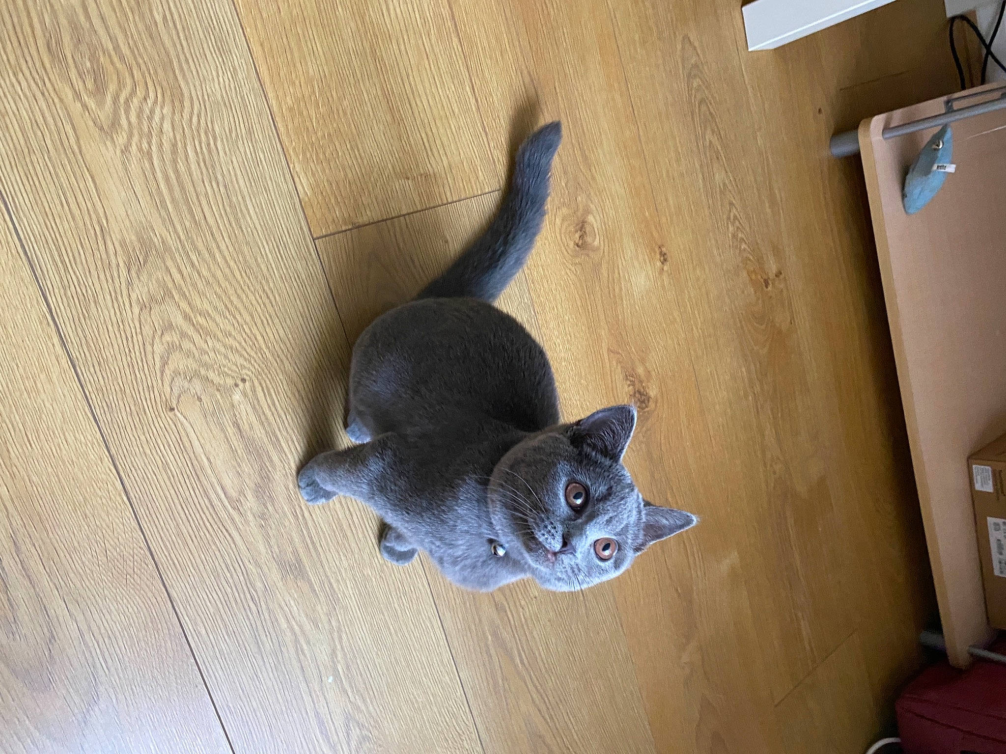 Chowder joined the competition — help win amazing prizes! carnivore, cat, comfort, domestic_short_haired_cat, electric_blue, fawn, felidae, flooring, fur, grey, hardwood, room, russian_blue, small_to_medium_sized_cats, snout, tail, whiskers, wood