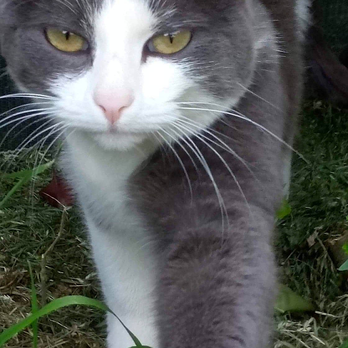 Chaussette participe au concours pour gagner de l'argent avec cette photo : aegean_cat, american_wirehair, carnivore, cat, domestic_long_haired_cat, domestic_short_haired_cat, european_shorthair, eye, felidae, fur, grass, mammal, nose, plant, polydactyl_cat, small_to_medium_sized_cats, snout, whiskers