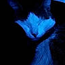 Mickey a rejoint le concours — aidez-le/la à gagner de superbes lots ! cat, sleeping, animal, pet, blue_light, dark_background, cozy, feline, closeup, quiet, resting, whiskers, fur, indoor, peaceful, cute, calm, portrait, mammal, night