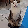 Mickey a rejoint le concours — aidez-le/la à gagner de superbes lots ! cat, tabby, white_fur, pet, animal, indoor, floor_tiles, yoga_mat, curious, sitting, whiskers, ears, tail, paws, close_up, domestic, feline, looking_at_camera, home, quiet