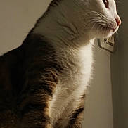 Mickey participe au concours pour gagner de l'argent avec cette photo : cat, feline, pet, animal, side_profile, whiskers, fur, close_up, indoor, domestic_cat, striped, white_fur, brown_fur, portrait, quiet, shadow, looking_away, soft_light, calm, background