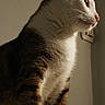 cat, feline, pet, animal, side_profile, whiskers, fur, close_up, indoor, domestic_cat, striped, white_fur, brown_fur, portrait, quiet, shadow, looking_away, soft_light, calm, background