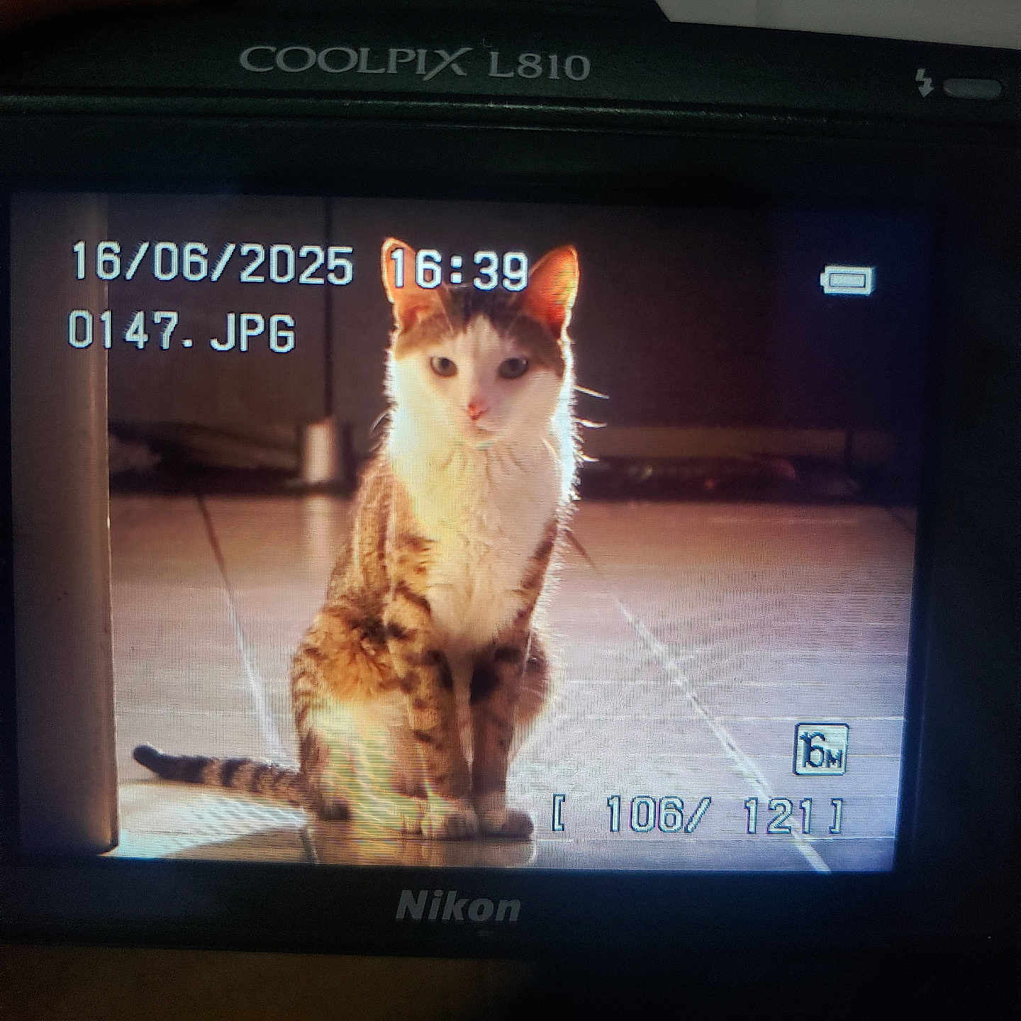Mickey participe au concours pour gagner de l'argent avec cette photo : cat, animal, pet, indoor, floor, tile, camera_screen, timestamp, file_name, digital_photo, sitting, looking, fur, whiskers, ears, tail, shadow, light, reflection, closeup