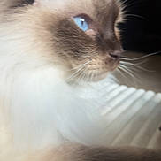 Indie joined the competition — help win amazing prizes! cat, close_up, blue_eyes, fluffy, whiskers, indoor, pet, animal, feline, soft_fur, side_view, cute, domestic_cat, mammal, whiskers_visible, relaxed, light, portrait, furry, companion