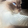 cat, close_up, blue_eyes, fluffy, whiskers, indoor, pet, animal, feline, soft_fur, side_view, cute, domestic_cat, mammal, whiskers_visible, relaxed, light, portrait, furry, companion