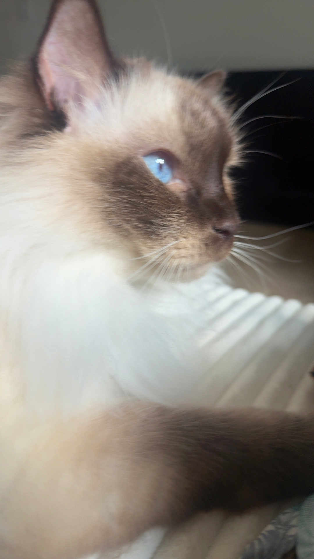 Indie