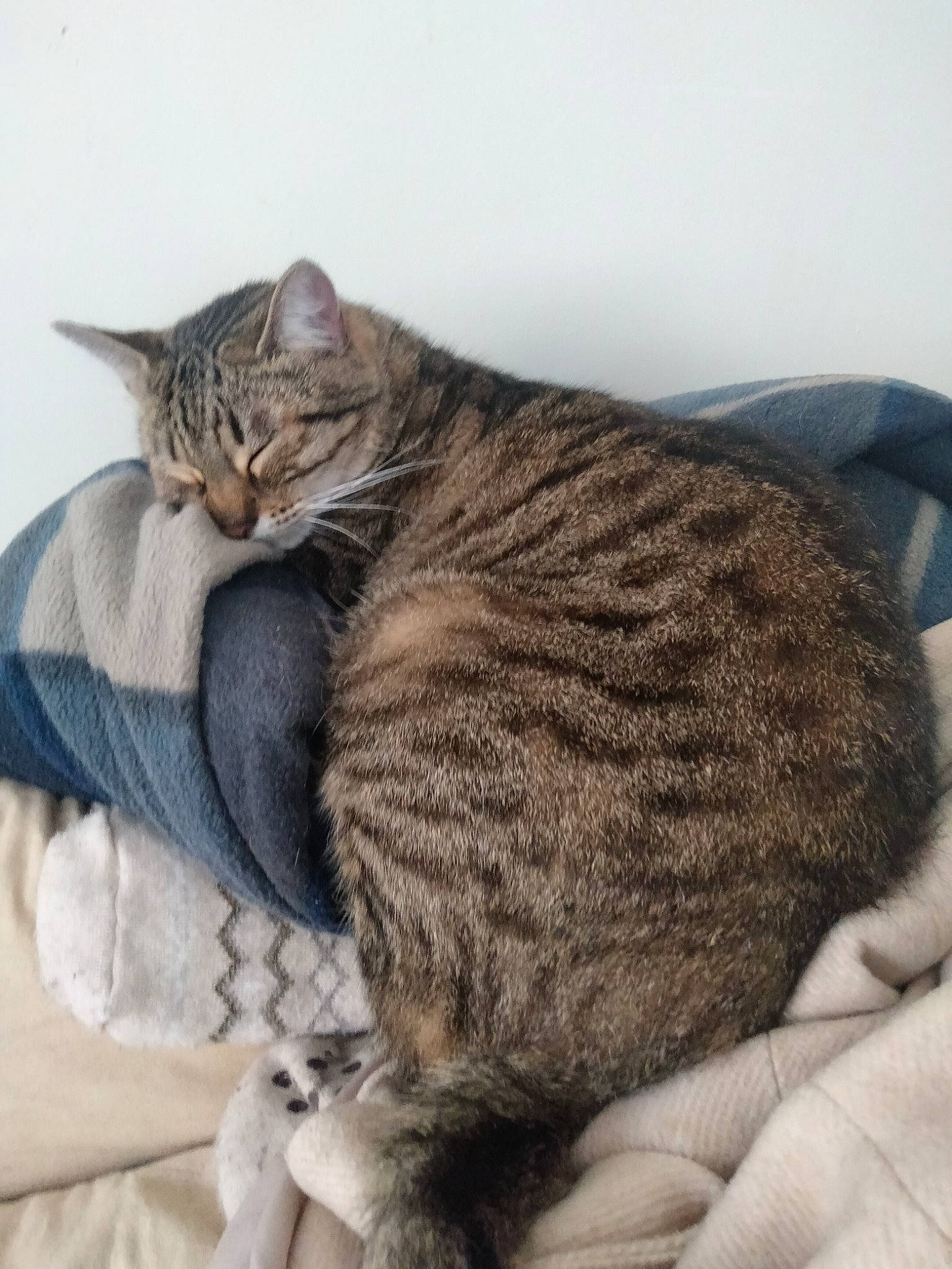 Nesquik participe au concours pour gagner de l'argent avec cette photo : carnivore, cat, cat_bed, claw, comfort, domestic_short_haired_cat, felidae, fur, nap, paw, sitting, sleep, small_to_medium_sized_cats, snout, tail, terrestrial_animal, whiskers