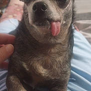 Nacho joined the competition — help win amazing prizes! dog, tongue_out, close_up, pet, small_dog, paw, fur, indoor, human_hand, lap, relaxed, cute, animal, companion, resting, cozy, expression, face, cute_pet, domestic