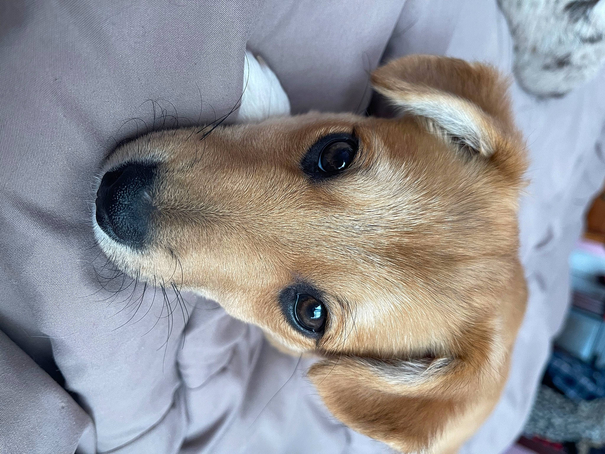 Jax Aka Mr. Sweetface