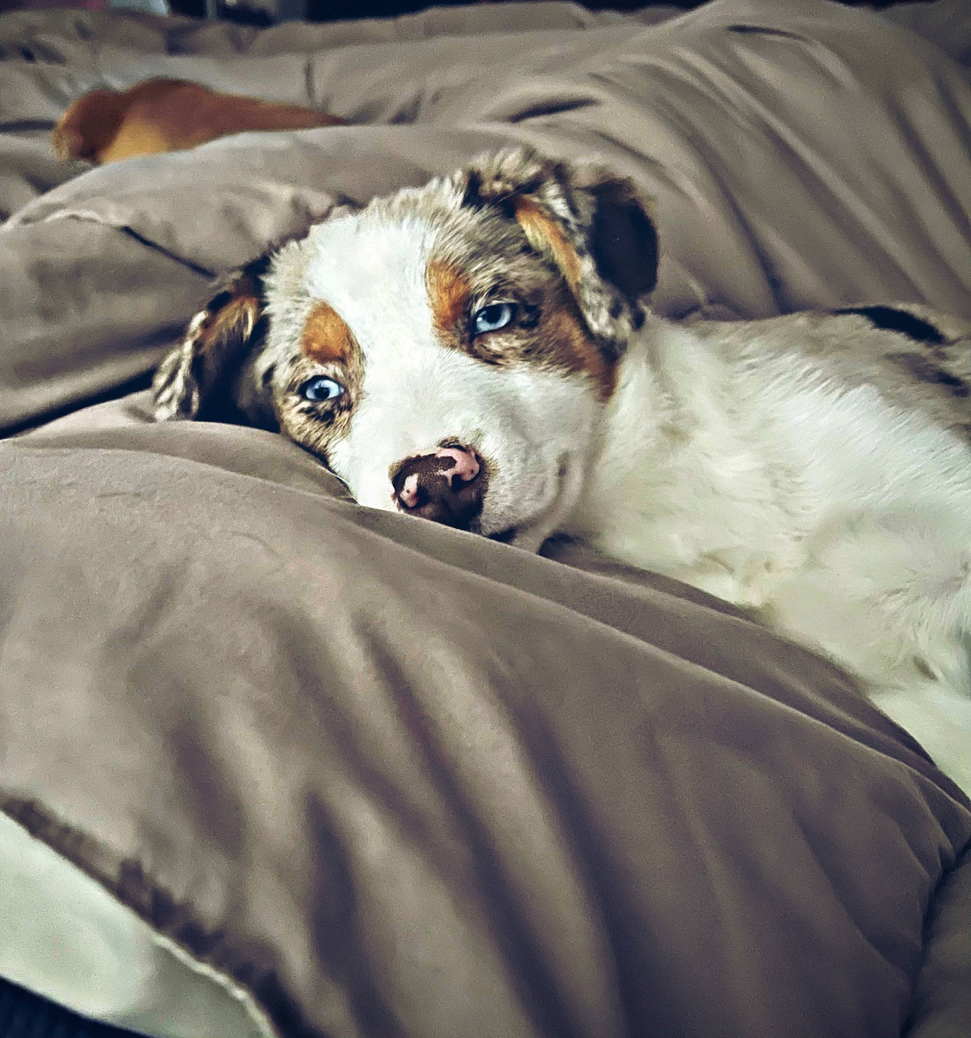 Freya is registered to the contest to win money with this photo: ball, bed, bedding, canidae, carnivore, comfort, companion_dog, couch, dog, dog_breed, dog_supply, fawn, fur, linens, paw, snout, sporting_group, terrestrial_animal, whiskers, working_animal