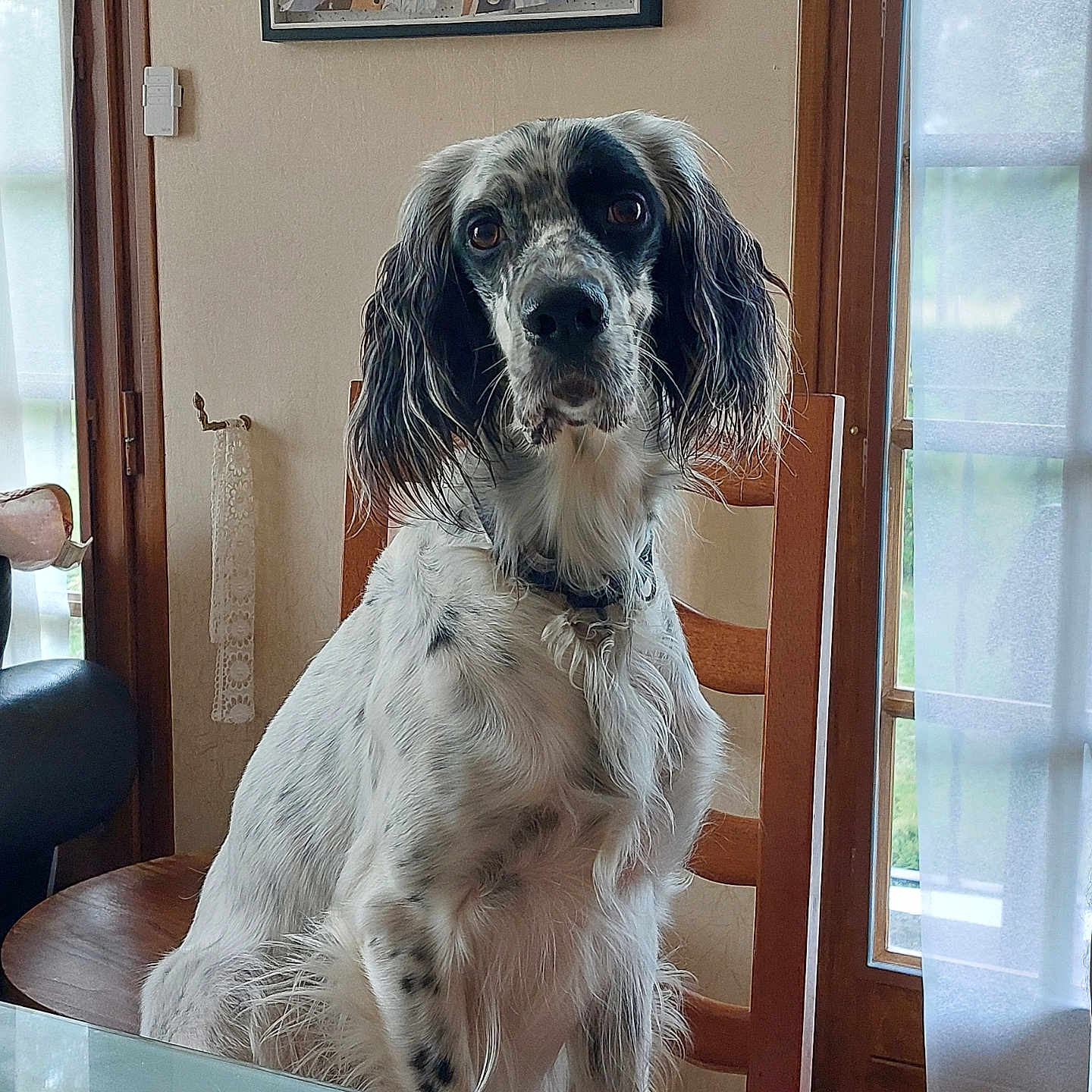 Shana participe au concours pour gagner de l'argent avec cette photo : animal, art, canine, cockerspaniel, couch, dog, door, face, furniture, hardwood, head, hound, painting, person, pet, plywood, pointer, puppy, window, wood