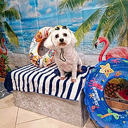 Luna a rejoint le concours — aidez-le/la à gagner de superbes lots ! dog, pet, white_dog, small_dog, sunglasses, inflatable_ring, flamingo, palm_tree, beach_backdrop, striped_towel, bench, studio_backdrop, tile_floor, summer_theme, cute, portrait, groomed, props, ocean_print, indoor_scene