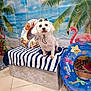 dog, pet, white_dog, small_dog, sunglasses, inflatable_ring, flamingo, palm_tree, beach_backdrop, striped_towel, bench, studio_backdrop, tile_floor, summer_theme, cute, portrait, groomed, props, ocean_print, indoor_scene
