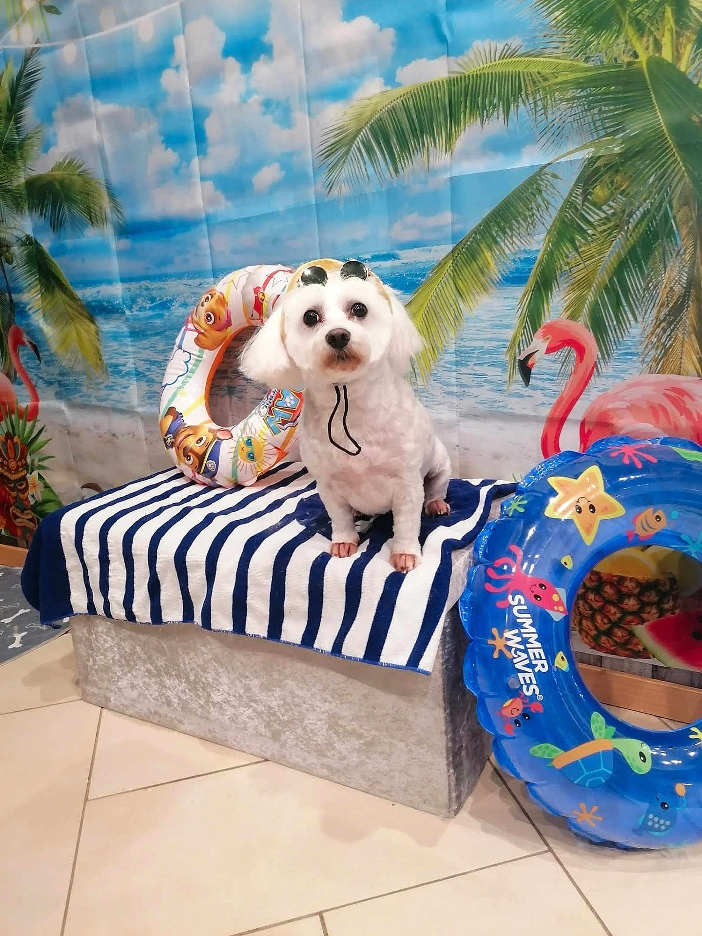 Luna a rejoint le concours — aidez-le/la à gagner de superbes lots ! dog, pet, white_dog, small_dog, sunglasses, inflatable_ring, flamingo, palm_tree, beach_backdrop, striped_towel, bench, studio_backdrop, tile_floor, summer_theme, cute, portrait, groomed, props, ocean_print, indoor_scene
