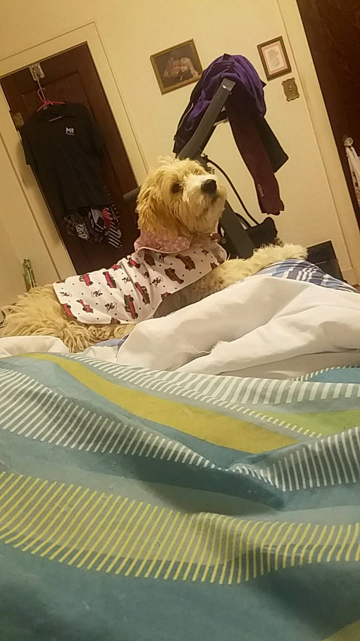 Ginny Lorraine Mcdonald joined the competition — help win amazing prizes! bed_sheet, bedding, bedroom, canidae, carnivore, comfort, companion_dog, dog, dog_breed, dog_clothes, dog_supply, floor, flooring, fur, home, interior_design, linens, room, textile, toy_dog