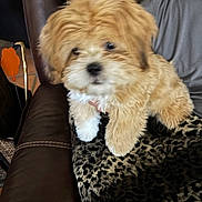 Coco is registered to the contest to win money with this photo: puppy, dog, fluffy, curly_fur, brown_and_white, small_dog, pet, animal, portrait, sitting, indoors, living_room, leather_chair, blanket, leopard_print, couch, person, collar, cute, close_up
