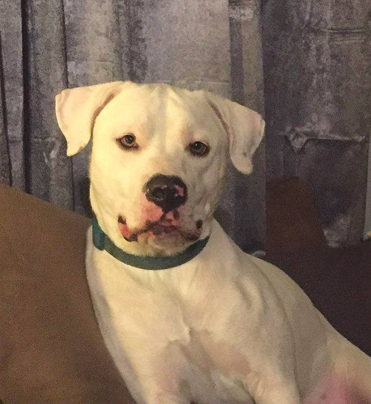 Caine joined the competition — help win amazing prizes! ancient_dog_breeds, canidae, carnivore, collar, companion_dog, dog, dog_breed, dog_collar, fawn, fur, head, non_sporting_group, pet_supply, puppy, puppy_love, snout, sporting_group, tail, whiskers, working_animal