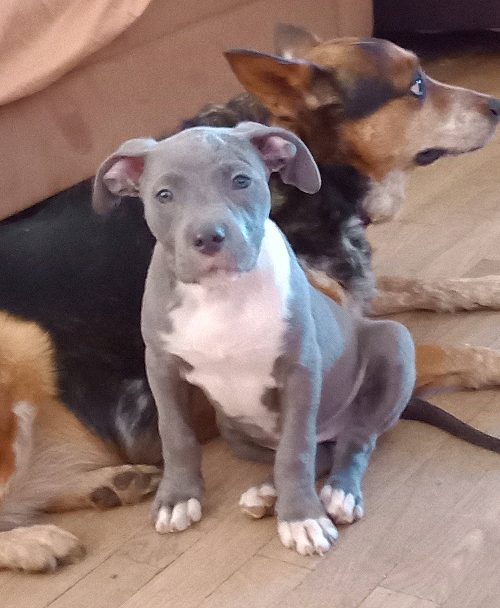 Kaiah is registered to the contest to win money with this photo: ancient_dog_breeds, carnivore, collar, companion_dog, dog, dog_breed, dog_collar, dog_supply, fawn, hunting_dog, non_sporting_group, paw, pet_supply, puppy, snout, sporting_group, tail, terrestrial_animal, whiskers, working_animal