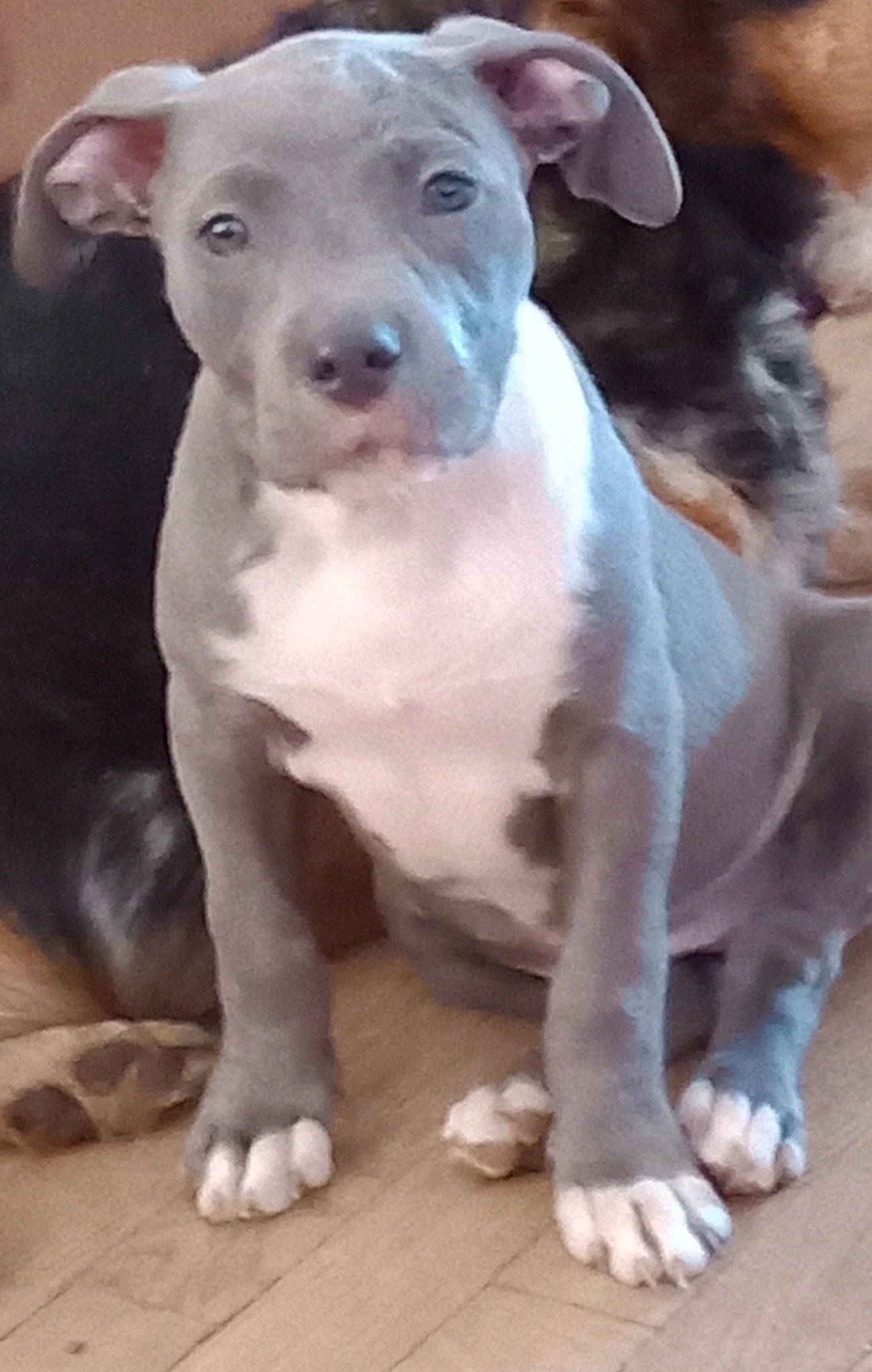 Kaiah joined the competition — help win amazing prizes! art, canidae, carnivore, companion_dog, dog, dog_breed, fawn, hood, non_sporting_group, snout, sporting_group, terrestrial_animal, working_animal