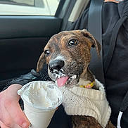 Athena is registered to the contest to win money with this photo: brindle, car_interior, close_up, collar, cup, cute, dog, human_hand, messy, pet, playful, puppy, seat, seatbelt, sweater, tongue, travel, treat, whipped_cream, window
