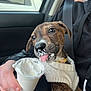brindle, car_interior, close_up, collar, cup, cute, dog, human_hand, messy, pet, playful, puppy, seat, seatbelt, sweater, tongue, travel, treat, whipped_cream, window