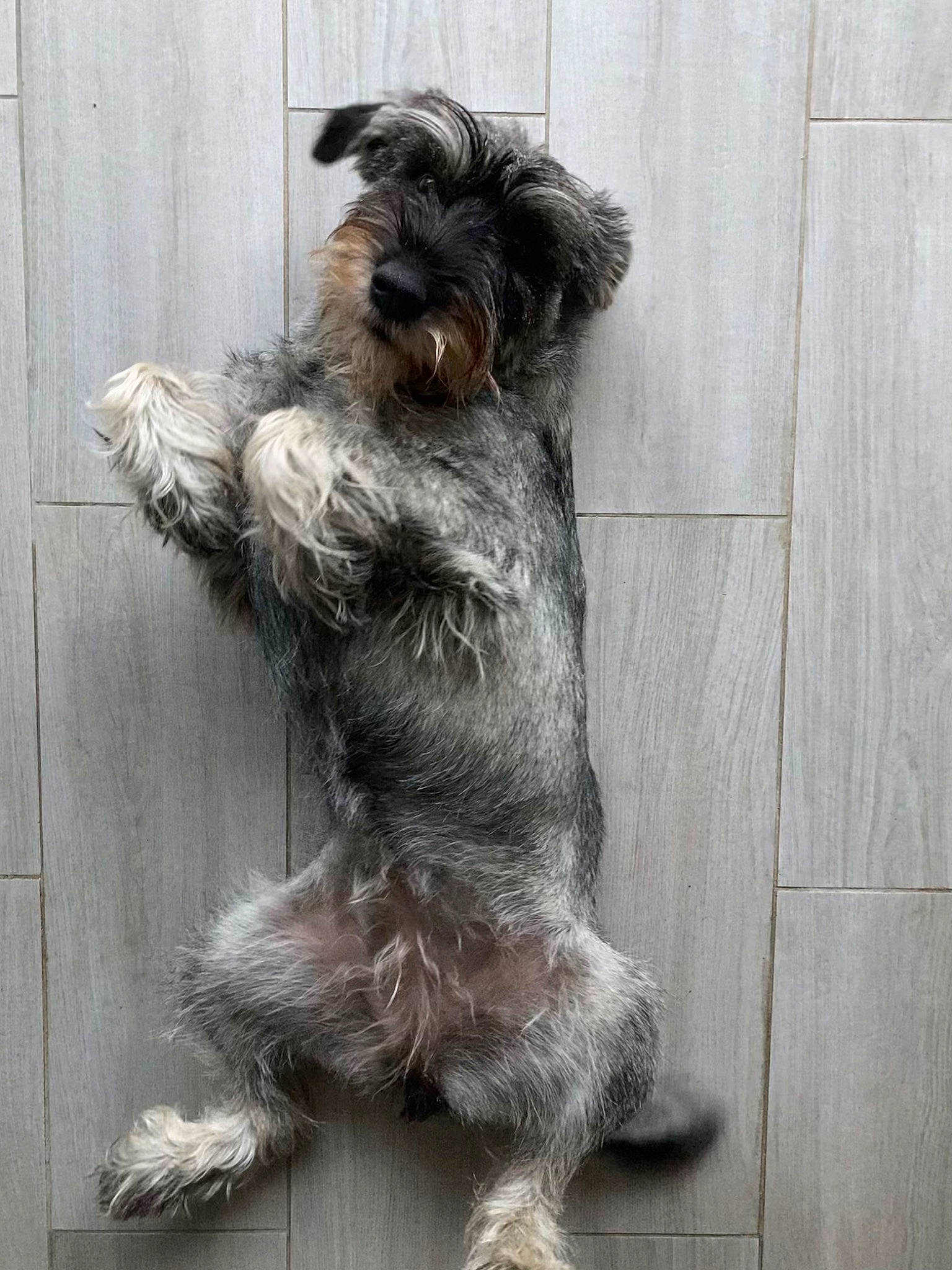 Tolga a rejoint le concours — aidez-le/la à gagner de superbes lots ! canidae, carnivore, claw, companion_dog, dog, dog_breed, dog_supply, fur, grey, liver, paw, pet_supply, small_terrier, snout, sporting_group, tail, terrier, toy_dog, wing, working_animal