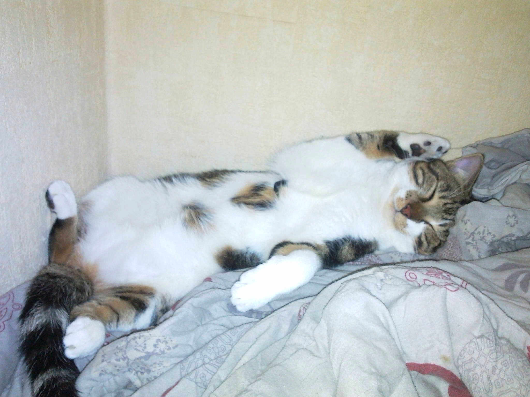 Tigrou