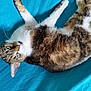 Filoute participe au concours pour gagner de l'argent avec cette photo : abyssinian, angora, animal, bed, blanket, cat, couch, furniture, hardwood, indoors, kitten, manx, person, pet, quilt, siamese, sleeping, wood