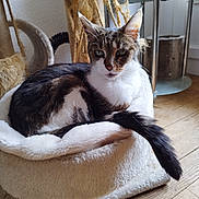Filoute participe au concours pour gagner de l'argent avec cette photo : abyssinian, animal, architecture, armchair, basket, building, canine, cat, chair, couch, dog, furniture, hardwood, indoors, kitten, livingroom, manx, pet, room, wood