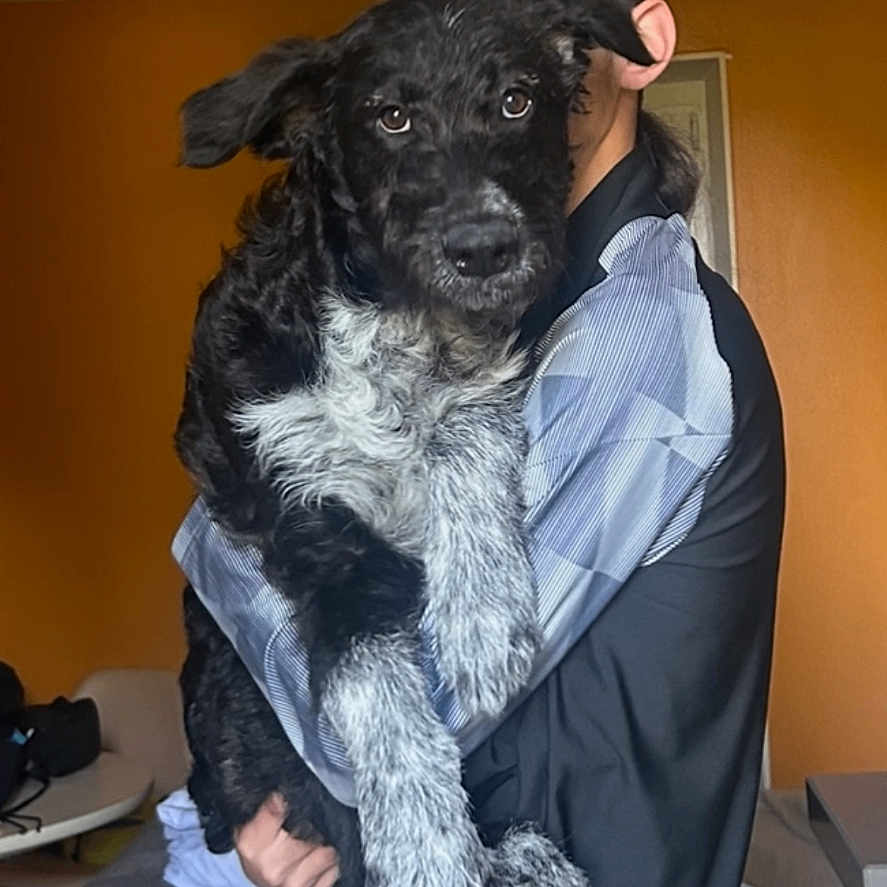 Otto participe au concours pour gagner de l'argent avec cette photo : dog, person, indoor, cap, black_and_white, pet, holding, orange_wall, furniture, couch, table, blanket, casual_clothing, portrait, looking_at_camera, medium_hair, living_room, home, domestic_animal, fur