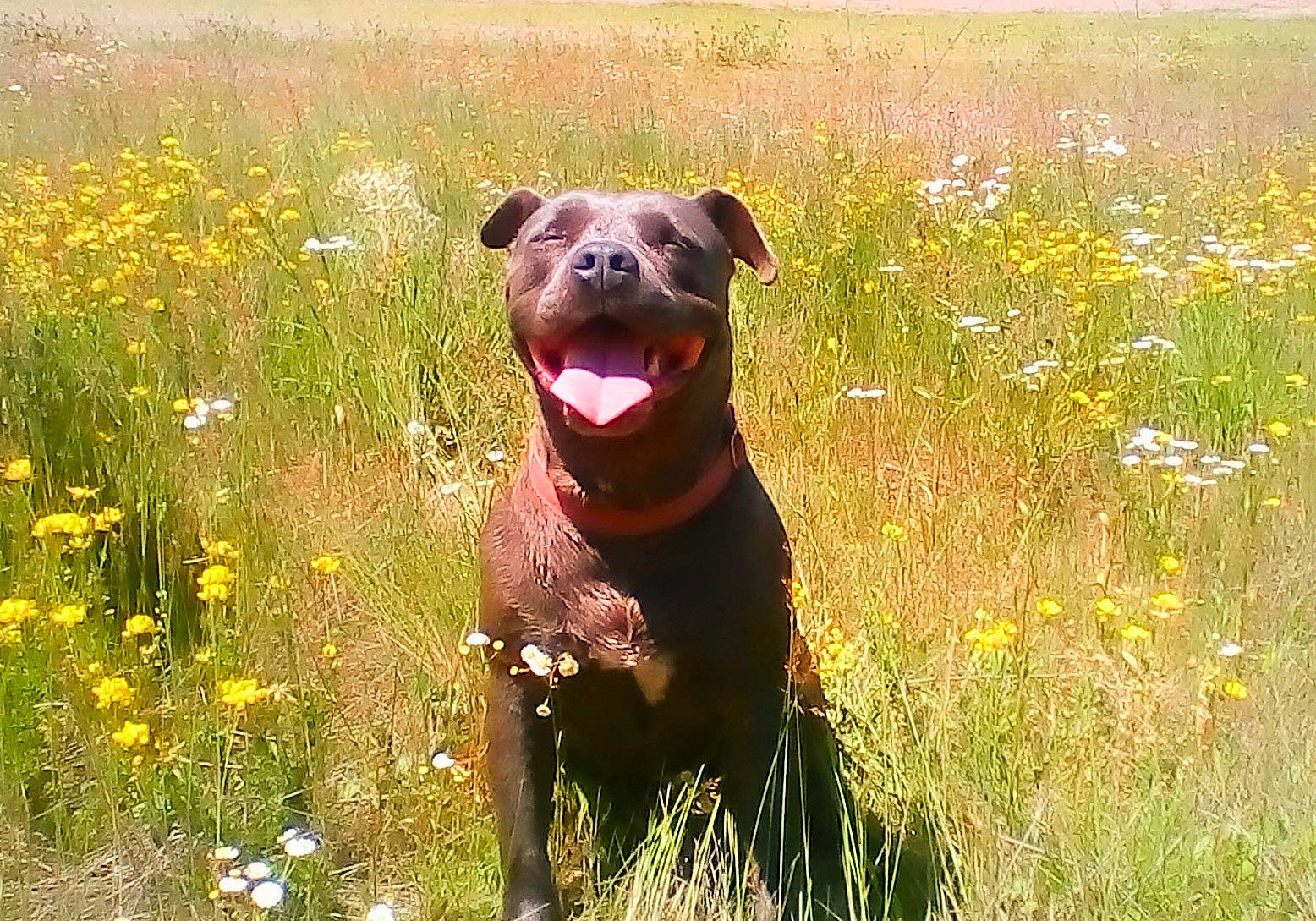 Jilly Bean is registered to the contest to win money with this photo: canidae, carnivore, companion_dog, dog, dog_breed, fawn, field, flower, grass, grassland, herbaceous_plant, landscape, liver, meadow, pasture, plant, prairie, sporting_group, terrestrial_animal, working_animal