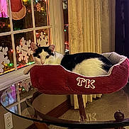 Tk is registered to the contest to win money with this photo: cat, pet_bed, glass_table, window, snowflake_decorations, christmas_lights, curtains, carpet, indoor, black_and_white_cat, holiday, festive, reflection, cozy, furniture, relaxing, animal, domestic, home_interior, decor