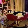 cat, pet_bed, glass_table, window, snowflake_decorations, christmas_lights, curtains, carpet, indoor, black_and_white_cat, holiday, festive, reflection, cozy, furniture, relaxing, animal, domestic, home_interior, decor