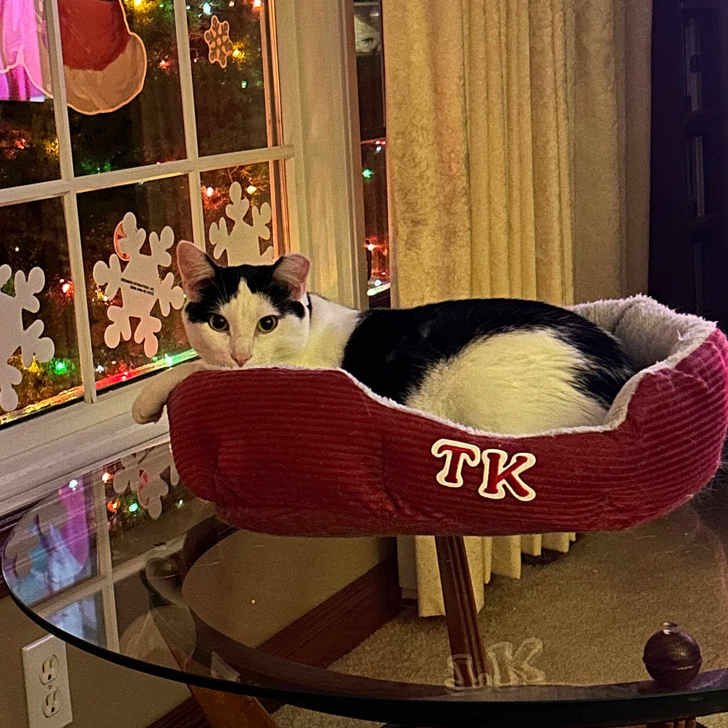 Tk is registered to the contest to win money with this photo: cat, pet_bed, glass_table, window, snowflake_decorations, christmas_lights, curtains, carpet, indoor, black_and_white_cat, holiday, festive, reflection, cozy, furniture, relaxing, animal, domestic, home_interior, decor