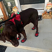 Chance is registered to the contest to win money with this photo: dog, chocolate_labrador, dog_boots, dog_harness, leash, porch, door, scarecrow, decor, concrete, sidewalk, outdoor, pet, animal, footwear, red, brown, black_door, fall_decor, curious