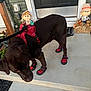 dog, chocolate_labrador, dog_boots, dog_harness, leash, porch, door, scarecrow, decor, concrete, sidewalk, outdoor, pet, animal, footwear, red, brown, black_door, fall_decor, curious