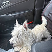 Max is registered to the contest to win money with this photo: dog, white_dog, fluffy, car_interior, center_console, seat, black_leather, pet, curious, relaxed, vehicle, paw, fur, small_dog, companion, travel, car_door, seatbelt, window, indoor