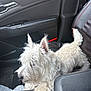 dog, white_dog, fluffy, car_interior, center_console, seat, black_leather, pet, curious, relaxed, vehicle, paw, fur, small_dog, companion, travel, car_door, seatbelt, window, indoor