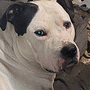 Prince joined the competition — help win amazing prizes! dog, white_dog, black_patches, close_up, indoor, pet, animal, canine, face, ears, lying_down, curious, resting, fabric_surface, laundry_basket, domestic_animal, mammal, companion_animal, household, portrait