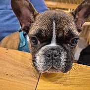 Loki a rejoint le concours — aidez-le/la à gagner de superbes lots ! dog, french_bulldog, puppy, close_up, portrait, wood_table, whiskers, big_ears, brown_coat, black_mask, short_muzzle, nose, eyes, harness, indoor, person_partial, table, cute, pet, shallow_depth_of_field