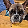 dog, french_bulldog, puppy, close_up, portrait, wood_table, whiskers, big_ears, brown_coat, black_mask, short_muzzle, nose, eyes, harness, indoor, person_partial, table, cute, pet, shallow_depth_of_field